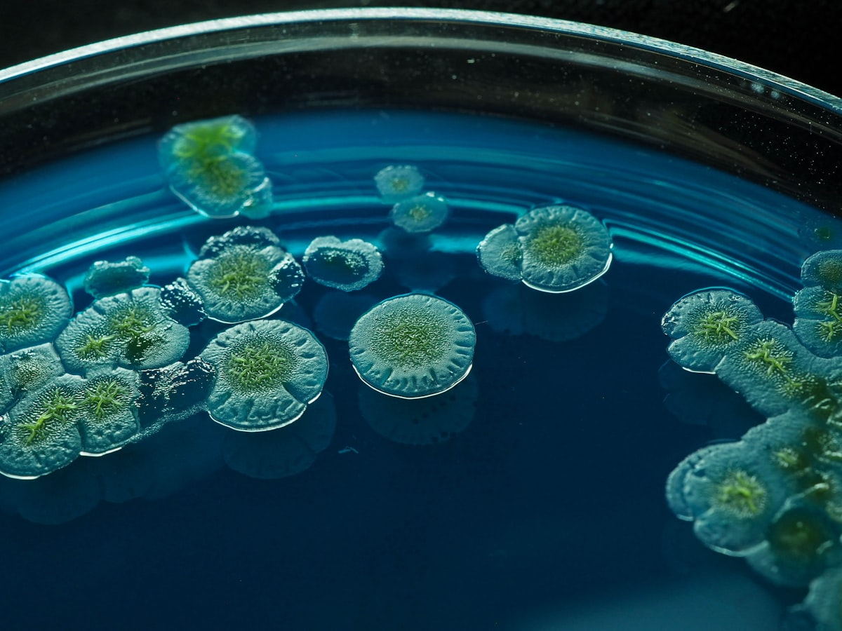 미생물·균주 운송·이관 가이드 — 감염성·UN3373 분류 검토와 비병원성 확인 (Microbial Strain Transport)